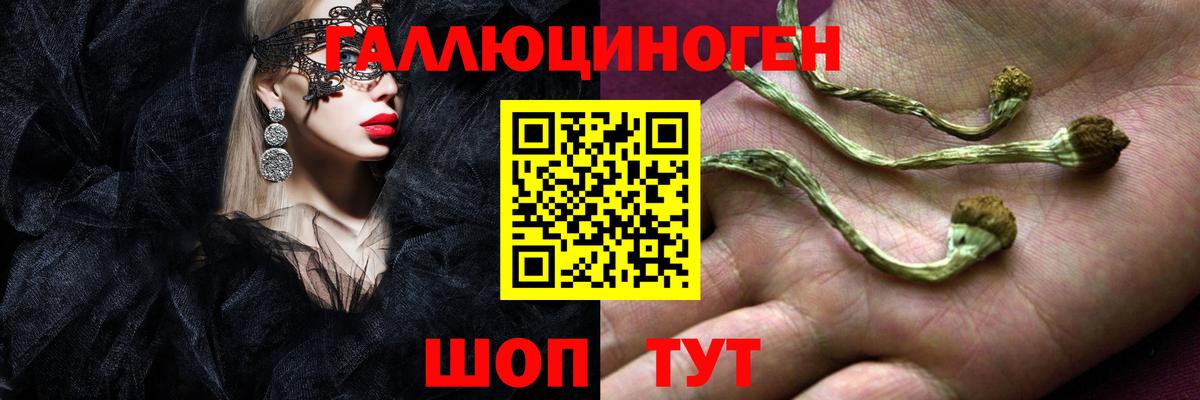 Псилоцибиновые грибы Psilocybe Чита